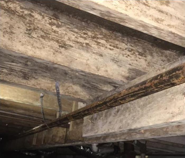 Mold inside of a crawlspace